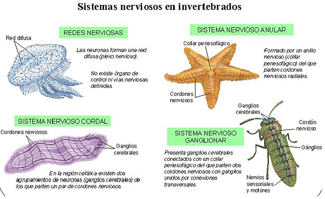 ORGANIZACIONES NERVIOSAS