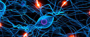 Funciones de las neuronas