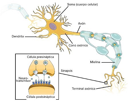 Anatomía de una neurona