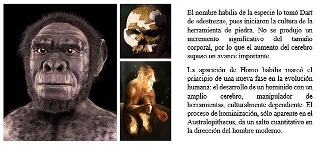 Homo habilis,