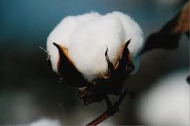 Week 7- Cotton
