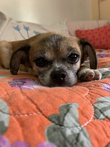 Getting my first dog