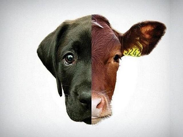 Ley 84 de 1984 : Protección de los animales causados por el hombre regulando su procedimiento y competencia incluye animales silvestres salvajes domésticos en libertad o cautiverio.