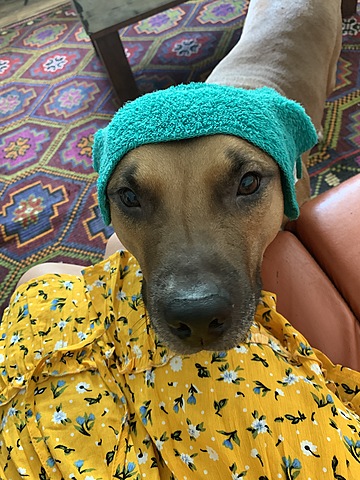 The death of my dog Jaxxon