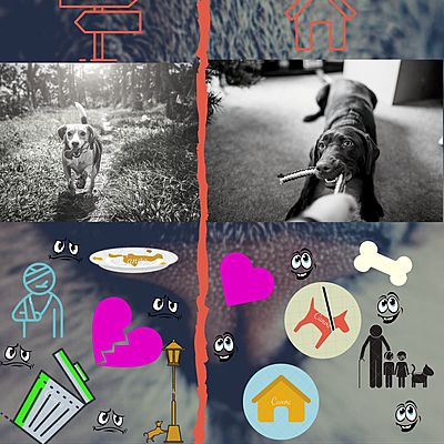 Timeline: Cómo ha ido evolucionado la protección animal a través del tiempo en Colombia?