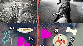 Timeline: Cómo ha ido evolucionado la protección animal a través del tiempo en Colombia?