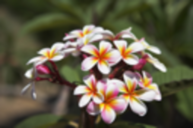 Family Friend Passes Away