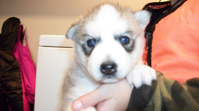 Got a Puppy for my 14th B-Day