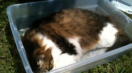 Timeline: Whisker's Decomposition