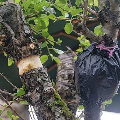 Timeline: Fitohormonas