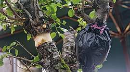 Timeline: Fitohormonas