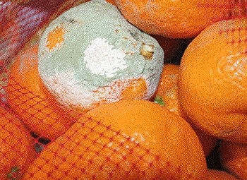 Penicillum y el etileno