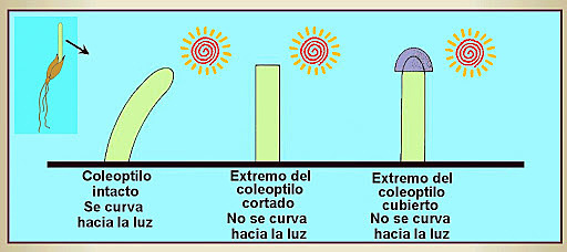 Descubrimiento de la auxina