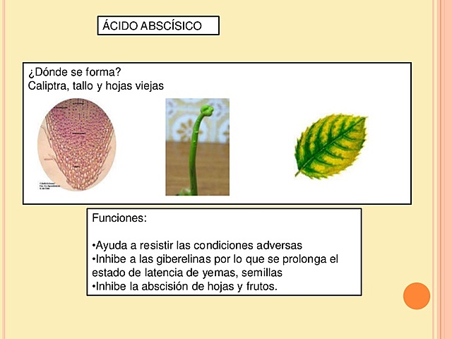 El ácido abscísico