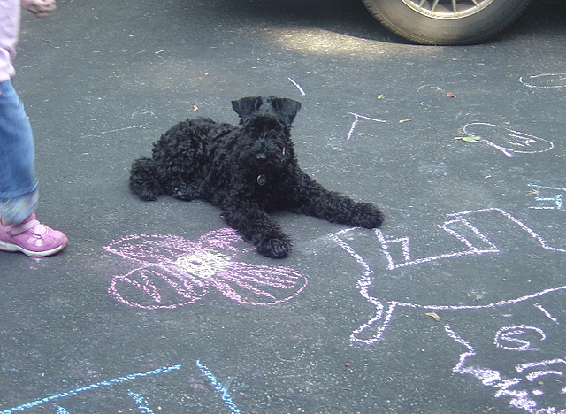 Getting our first dog