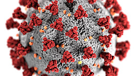 Timeline: Coronavirus en el cuerpo