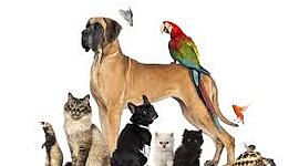 Timeline: Marco legal por Dayana Aya Salinas