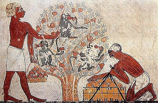 Egipcios y las fito hormonas.