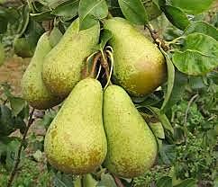 Chinos y las fitohormonas