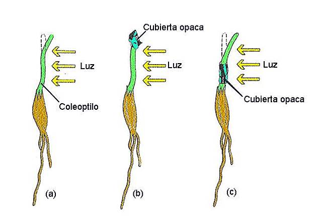 Darwin y las fitohormonas