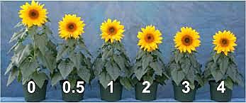 Retardantes de crecimiento