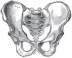 Pelvis