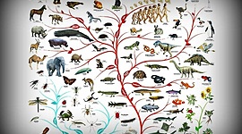 Timeline: Teorías evolutivas de la vida