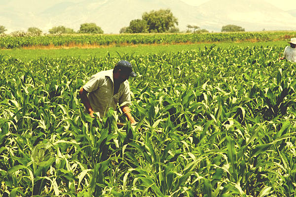 Economía agroexportadora