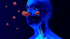 Timeline: El corona-virus dentro del cuerpo humano.