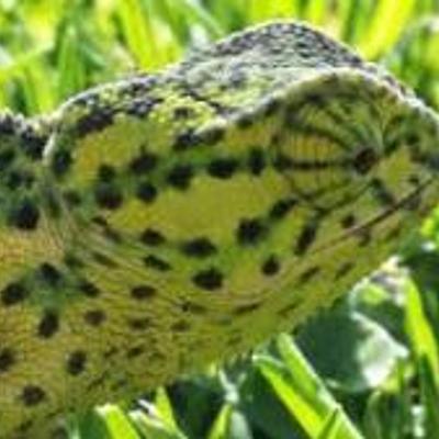 Timeline: Edad media