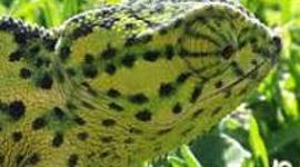 Timeline: Edad media