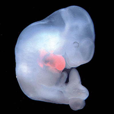 Timeline: Early Embryonic Development