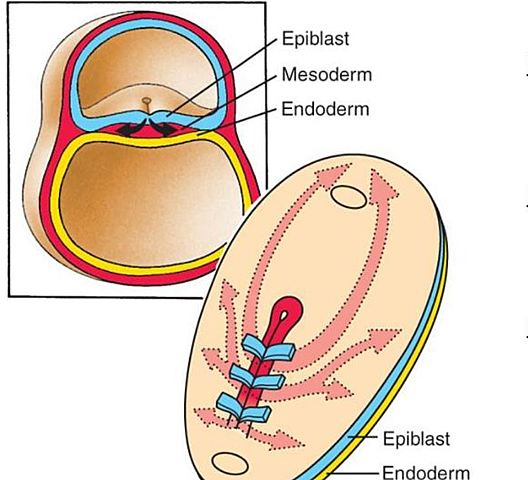 Gastrulation