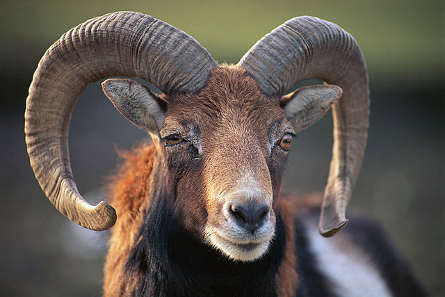 Ram (Persia)