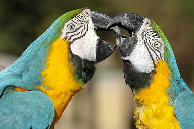 Mais de 20 aves exóticas, de nove espécies, cujo destino era o tráfico, nasceram no Jardim de Zoológico de Lisboa, onde chegaram em ovos apreendidos pelas autoridades no aeroporto da capital, nos últimos anos.