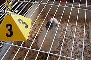 Rede com ligação a Portugal vendia animais em extinção a milionários