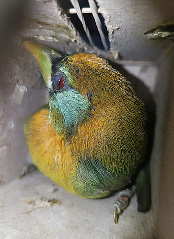 Homem detido com 20 pássaros vivos fechados numa mala