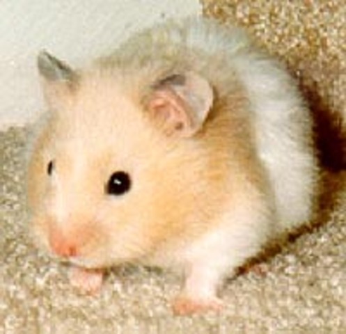 my first hampster <3 Moxie