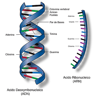 Timeline: HISTORIA: DESCUBRIMIENTO DE LOS ÁCIDOS NUCLEICOS angie alejandra lopez anacona 8B