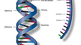 Timeline: HISTORIA: DESCUBRIMIENTO DE LOS ÁCIDOS NUCLEICOS angie alejandra lopez anacona 8B