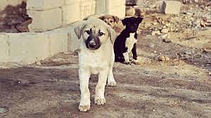 FUNDAR UN CENTRO DE AYUDA DE ANIMALES