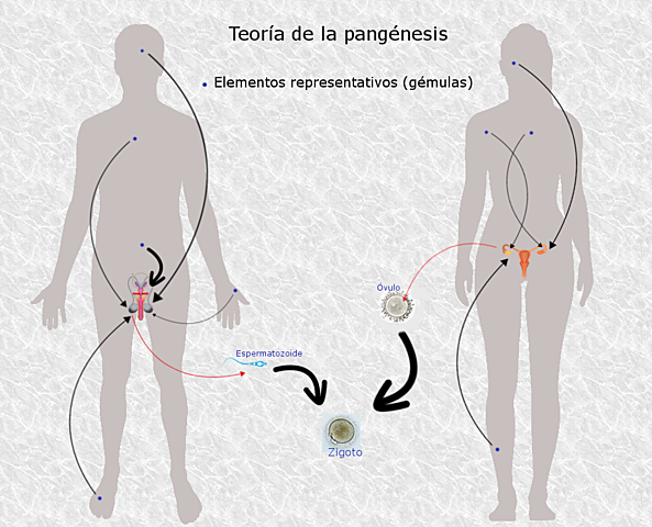 Teoría de la Pangénesis