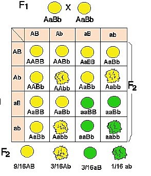 Teoría de la Combinación