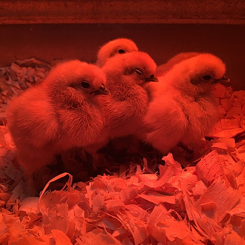 Baby chicks