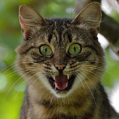 Timeline: История рунета