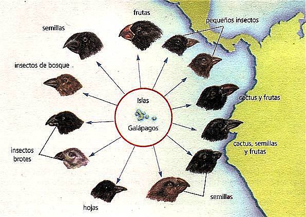 TEORIA SELECCION NATURAL CHARLES DARWIN