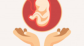 Timeline: Desarrollo embrionario