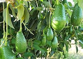 Avocado first Mentioned in Britain