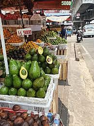 Avocado introduced to Indonesia