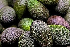Avocado introduced to United States (mainland)